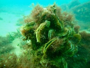 Latest look at Kayakers’ Reef