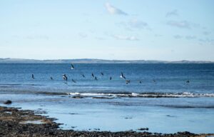 Stay Alert: H5 Bird Flu detected in Australia